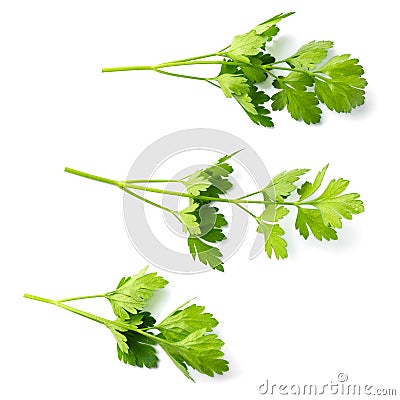 Three branches of parsley Stock Photo