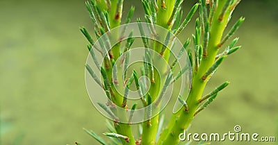 Three branches of pine Stock Photo