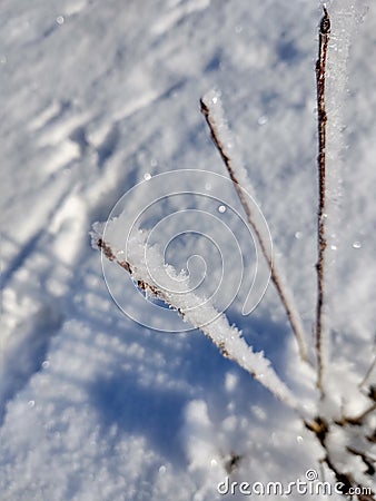 Three branches of sagebrush with ice crystals Stock Photo