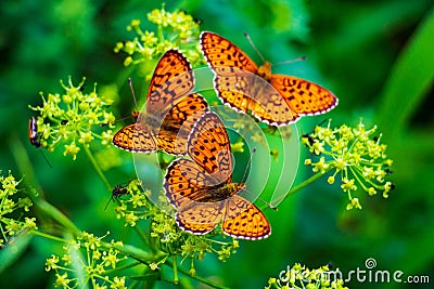 Three bright butterflies on a background of green grass Stock Photo