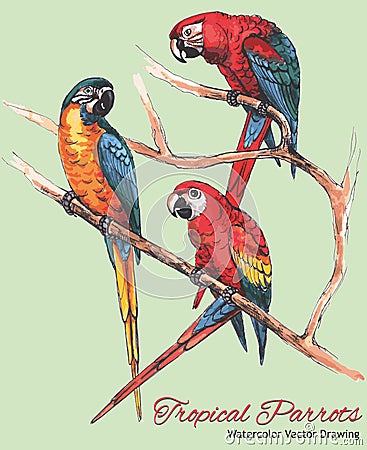 Three Bright Macaw Parrots on a Branch (Watercolor Vector Drawing) Vector Illustration