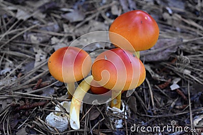 Three Bright Red and Orange American Caesar Mushrooms Stock Photo