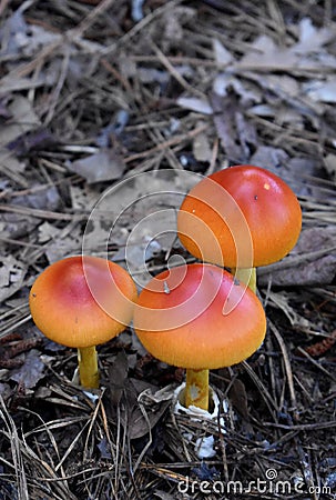 Three Bright Red and Orange American Caesar Mushrooms Stock Photo