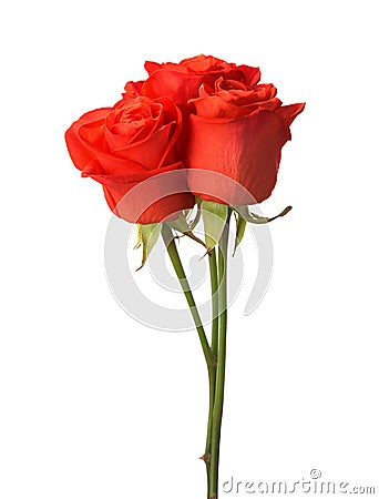 Three bright red roses. Stock Photo