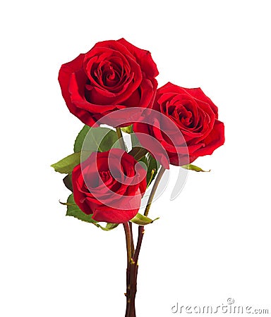 Three bright red Roses isolated on white background Stock Photo