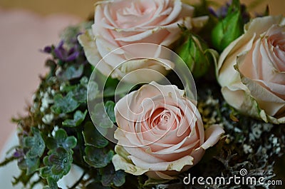 Floral arrangement and decoration. Three bright roses with moss and green leaves close-up. floral design Stock Photo