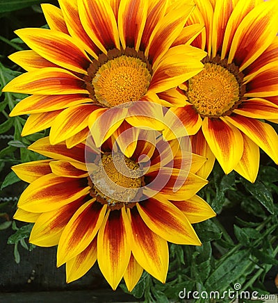 Three brightly colored Gazania flowers Stock Photo