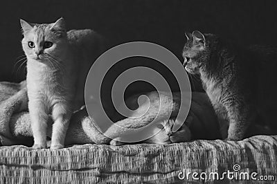 Three british cats Stock Photo