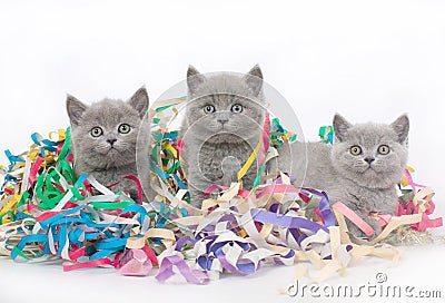 Three British kitten with Christmas tinsel. Stock Photo