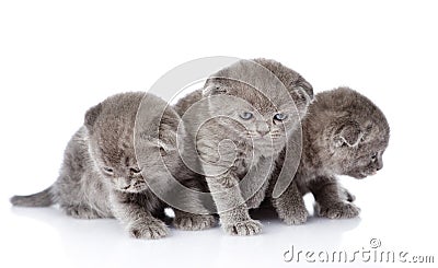 Three british shorthair kittens. isolated on white background Stock Photo