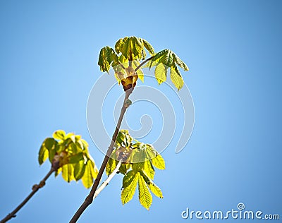 three brown chestnut branches with green leaves in spring Stock Photo