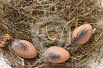 Three brown eggs with black dots and feathers are lying on the hay Stock Photo