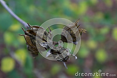 Three brown hibiscus seed pods beginning to open, background soft Stock Photo