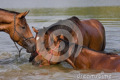 Three brown horses in the water Stock Photo