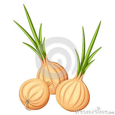 Three brown onions. Vector illustration. Vector Illustration