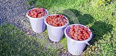 Three buckets full of large red raspberries on the garden path Stock Photo