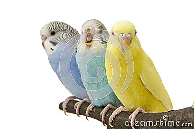 Three budgies are in the roost Stock Photo