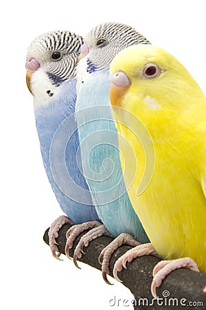 Three budgies are in the roost Stock Photo