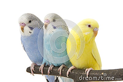 Three budgies are in the roost Stock Photo