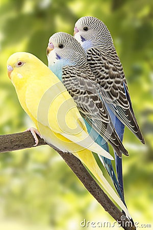 Three budgies are in the roost Stock Photo
