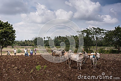 Three buffalo couples pulling ploughs, Karnataka, India. Editorial Stock Photo