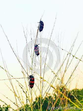 Three bugs are eating thei foods on the grass Stock Photo