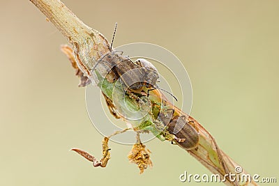 Three bugs Stock Photo