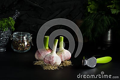 Three bulbs of young garlic and chrome green garlic press Stock Photo