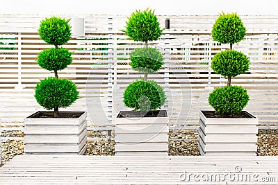 Three bushes trimmed in the form of balls on top of each other in large white wooden flower pots on background of a fence. Stock Photo