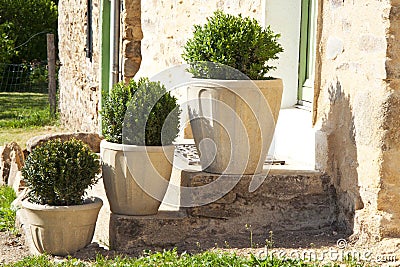 Three buxus Stock Photo