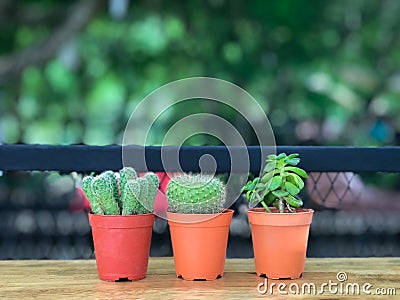 Three cactus placed on the wooden terrace in the garden Stock Photo