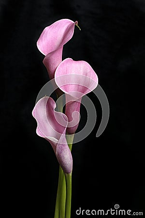 Three Calla Lilies on Black Stock Photo