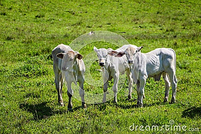 Three calves in the green pasture Stock Photo