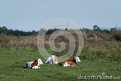 Three calves laying on grass basking in sun Stock Photo