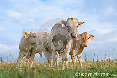 Three calves looking curiously at the camera, blue sky background. Stock Photo