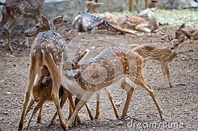 Three calves milking mother deer in Bannerghatta biological park, south India Stock Photo