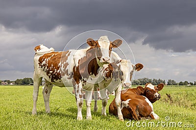 Three calves standing and lying down together, tender love portrait of young cows, in a green meadow, an overcast sky Stock Photo
