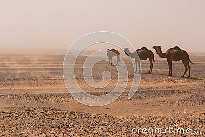 Three camels walk through the Erg Chebbi desert through a sandstorm, Morocco Stock Photo