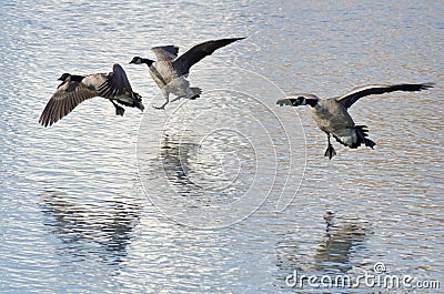 Three Canada Geese Landing on Winter Lake Stock Photo