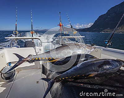 Three carcasses of yellowfin tuna on the background of the sea coastline on board the boat Stock Photo