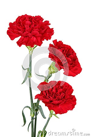 Three carnation flowers Stock Photo