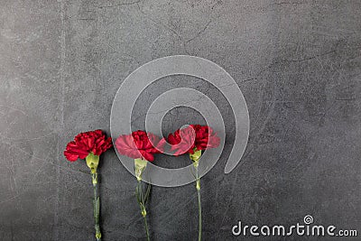 Three carnation flowers on a dark background. Greeting card. Stock Photo