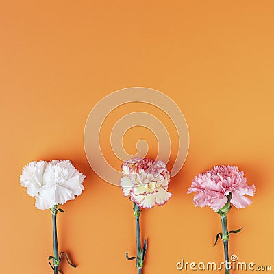 Three carnation flowers pattern on rich orange background. Simple square composition Stock Photo