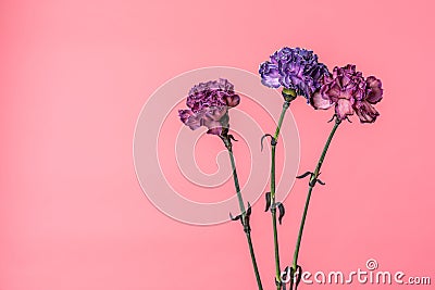 Three carnation flowers - violet and peach pink isolated on soft pink background Stock Photo