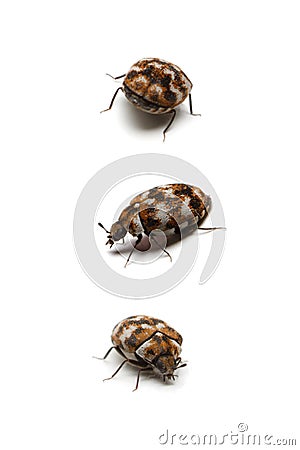 Three carpet beetles, isolated on white Stock Photo