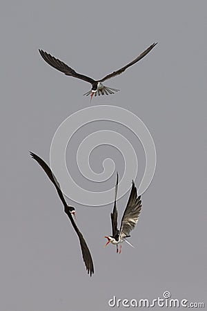 Three Caspian terns fighting in air Stock Photo