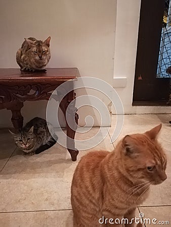 Three cat friends Stock Photo