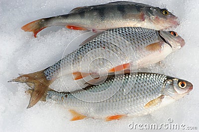 Three catching fishes on the snow Stock Photo