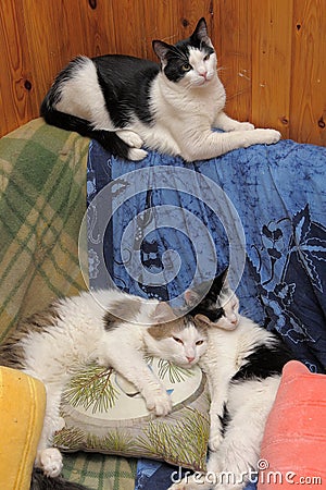 Three cats lying on a couch Stock Photo