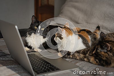 Three cats are lying in front of the laptop Stock Photo